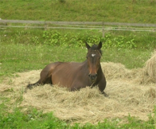Caballo en el heno 